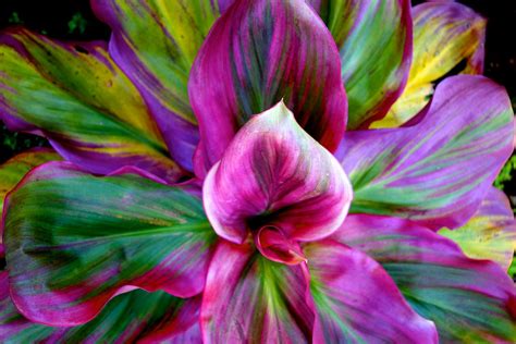 We did not find results for: Hawaiian ti plant at Common Ground Restaurant, Kauai, May ...