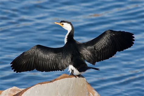 Pong Dam Migratory Birds Slide Show The Ok Travel