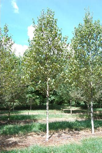 Renaissance reflection paper birch will grow to be about 26 feet tall at maturity, with a spread of 8 feet. Betula papyrifera 'Renci'