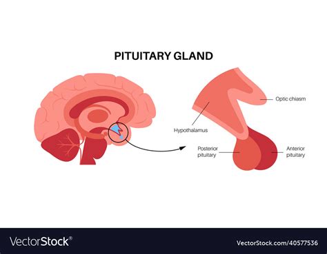 Pituitary Gland Anatomy Royalty Free Vector Image