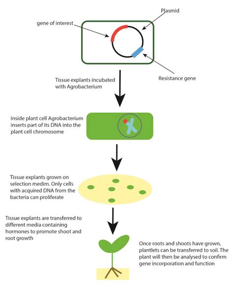 What Is Plant Transformation John Innes Centre