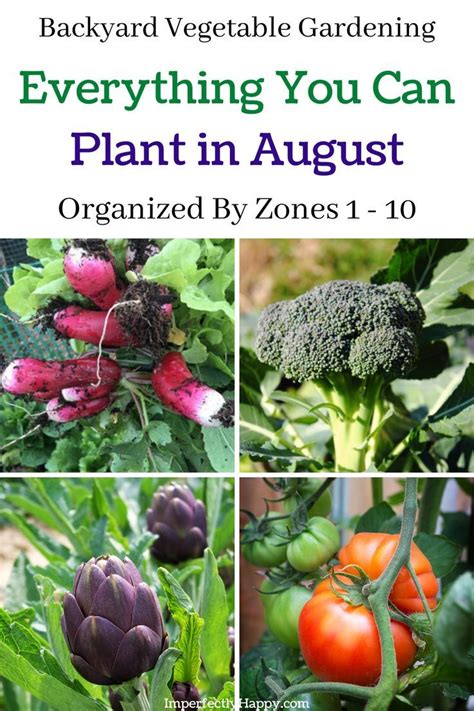 What To Plant In The Month Of August In Your Vegetable Garden Organic