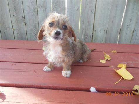 Are you looking for mini dachshund puppies for sale? Dachshund/Shih tzu puppies for Sale in Sheboygan ...