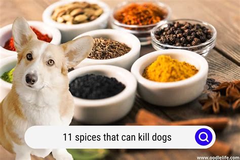 Does Spicy Food Hurt Dogs