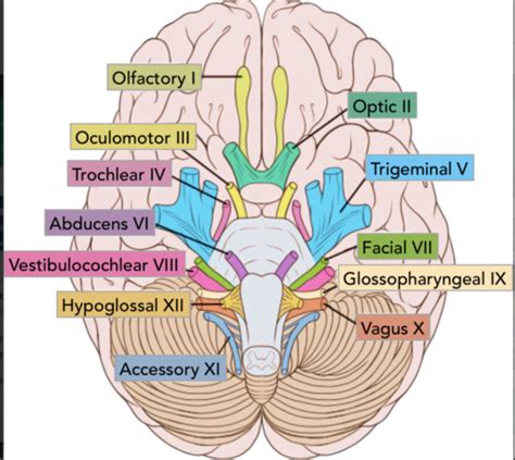 cranial nerves flashcards quizlet