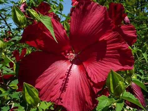Maybe you would like to learn more about one of these? MLeWallpapers.com - Hibiscus Flower and Blue Sky