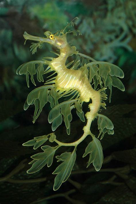 Leafy Sea Dragon A Visually Spectacular Sea Creature With Incredible