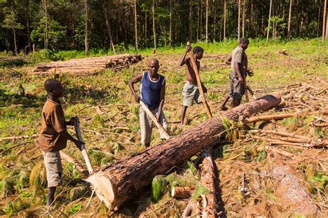 Deforestation In Malawi Stock Image C0300974 Science Photo Library