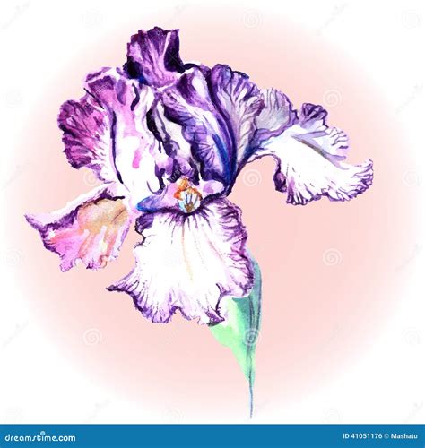 Flower Of Iris On A Pink Background Stock Vector Illustration Of