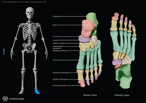 Tarsal Bones Encyclopedia Anatomyapp Learn Anatomy 3d Models
