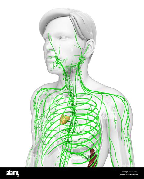 Illustration Of Male Body Lymphatic System Stock Photo Alamy