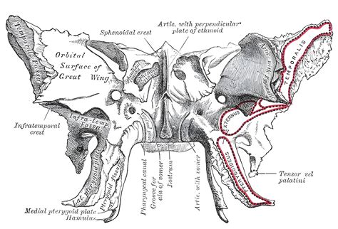 Os Sphenoidale Ars Neurochirurgica