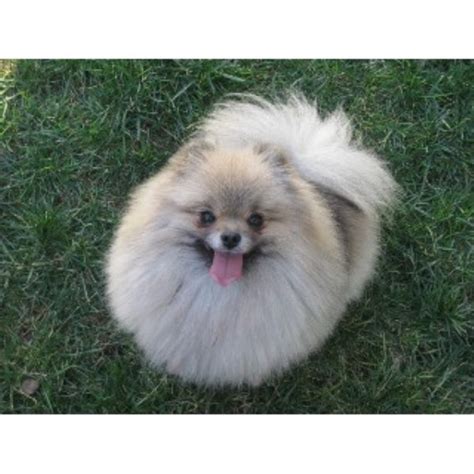 Fees depend on many factors including medical expenses or above typical vet bills, professional training needs, professional boarding, etc. Pomeranian Breeders and Kennels | FreeDogListings Page: 3