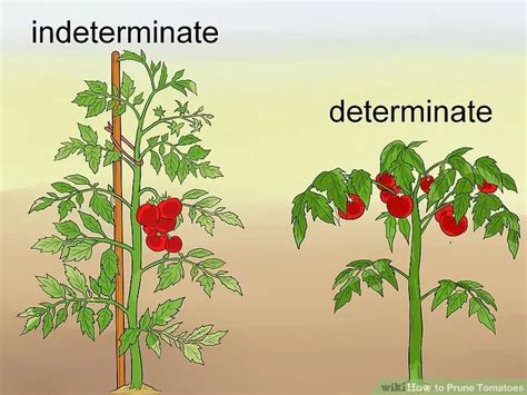 How To Prune Tomatoes In 2020 Tomato Pruning Tomato Plant Care