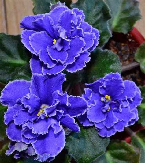 African Violet Flower