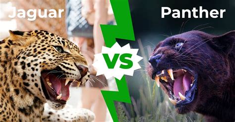 Difference Between Cheetah And Leopard And Jaguar And Panther