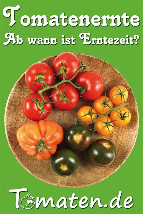 Es sollten kleine portionen sein. ernten - ab wann? Infos zur Erntezeit - Tomatenernte ...