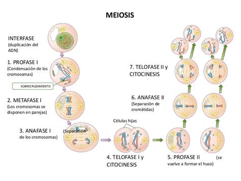 Ppt Meiosis Part 1 Powerpoint Presentation Free Download Id