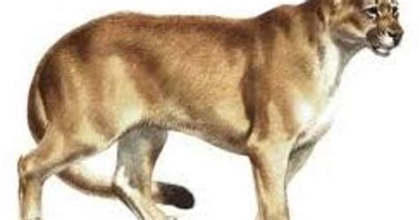 Eastern Cougar Declared Extinct By Wildlife Service Cbs Philadelphia
