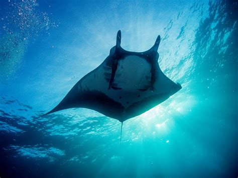 Giant Manta Ray Largest Of Its Kind Our Breathing Planet