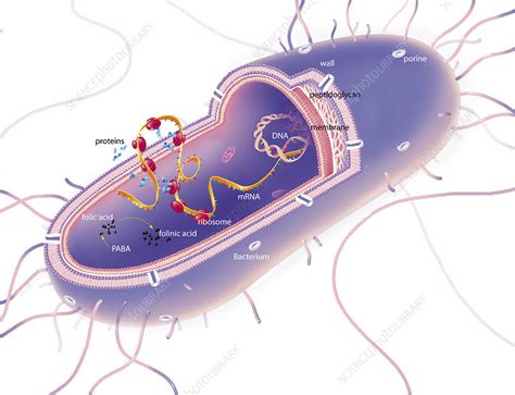 Section Of Gram Negative Bacterium Stock Image C0492305 Science