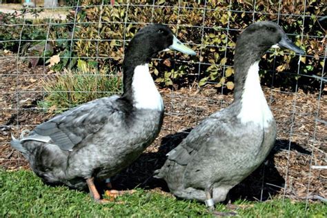 Blue Swedish Ducklings Purely Poultry Ducklings Duck Breeds Baby