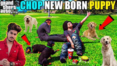 Chop Has New 2 Born Puppies Gta V Gameplay Youtube