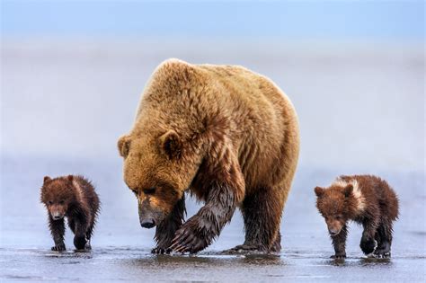 Alaska Grizzly Bear And Cubs Walking On Beach Fine Art Print Photos