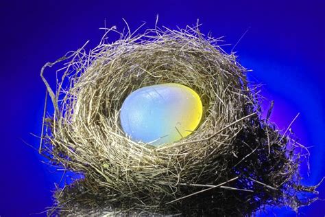 Egg In A Nest Shutterbug