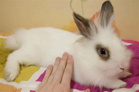 Pet Rabbits An Expert Guide To Caring For A Pet Rabbit Petful