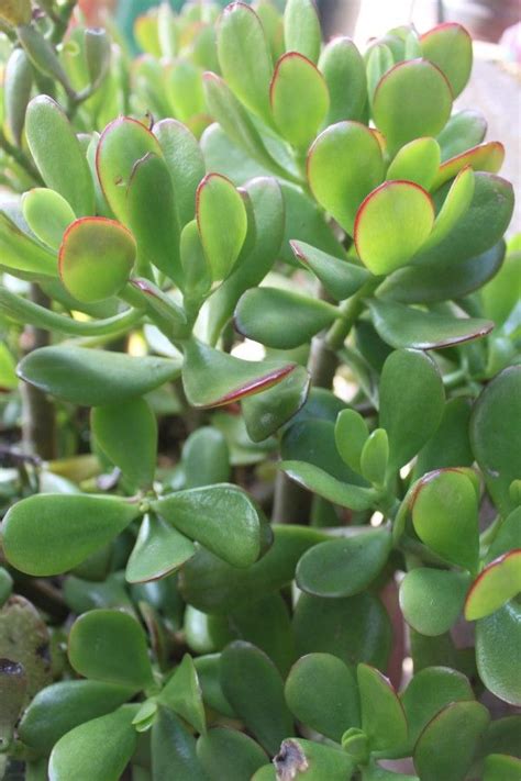 How to revive dead money plant. » A Guide to Garden Inspired Living » Frozen Jade Plant Leaves; The Easy Fix | Jade plants, Feng ...