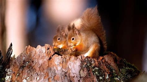 Tree Nuts Stum Squirrels Red Squirrels Hd Wallpaper Rare Gallery