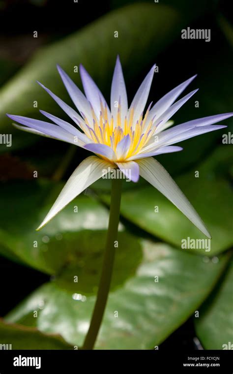 Blue Water Lily Flower Stock Photo Alamy