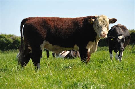 Hererford Bull Hereford Cattle Society
