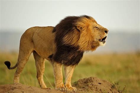 Top 109 The Big Five Animals In Kenya