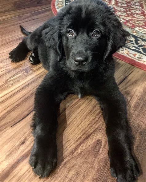 Jennifer McDermed on Twitter: "Here’s a puppy picture to make your