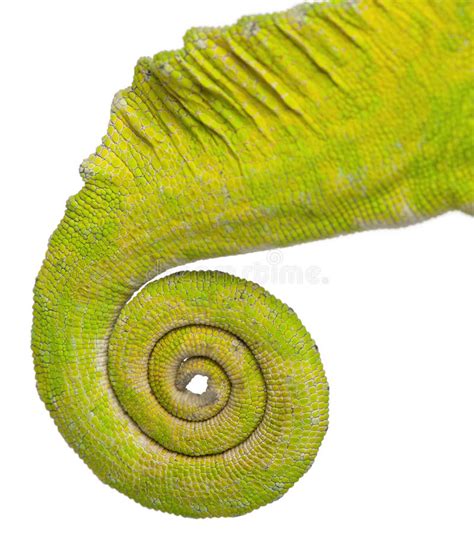 Panther Chameleon Tail Stock Image Image Of Gecko Texture 555393