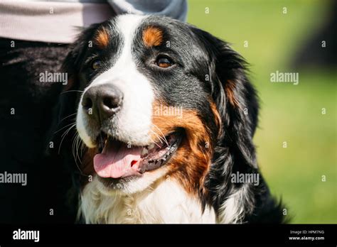 Farm Dog Bernese Mountain Dog Berner Sennenhund Close Up Portrait Of