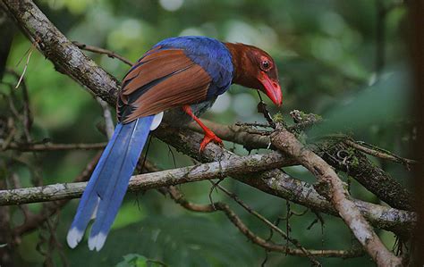 Sri Lankan Endemic Birds Kahibella Lanka Blue Magpie Urocissa Ornata