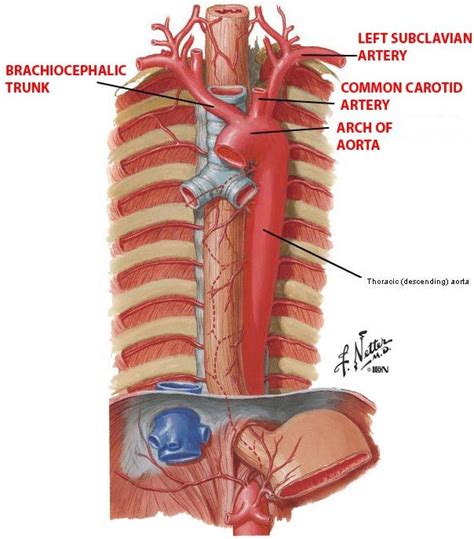 Branches Of Aorta Mnemonic Subclavian Artery Mnemonics Arteries