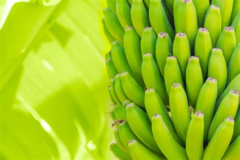 Organic Bananas Are Eco Bananas Better Than Regular Ones