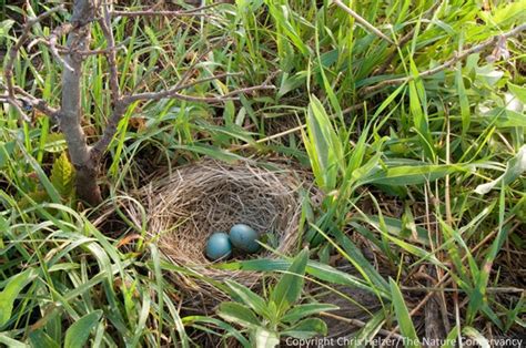 10 Types Of Nests Of Different Bird Species ༺♥༻ Maya Rani ༺♥༻