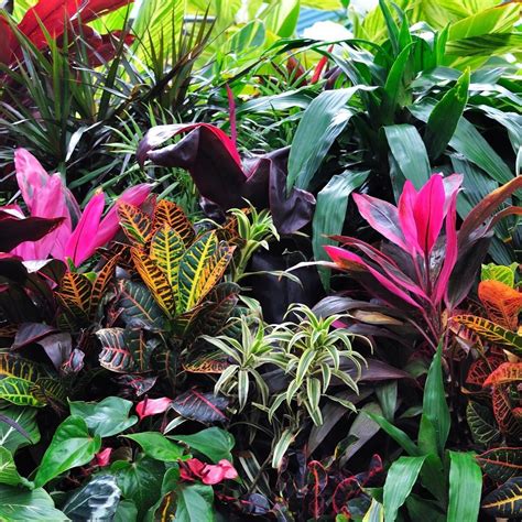 Coloured Foliage Gorgeous Tropical Backyard Landscaping Small