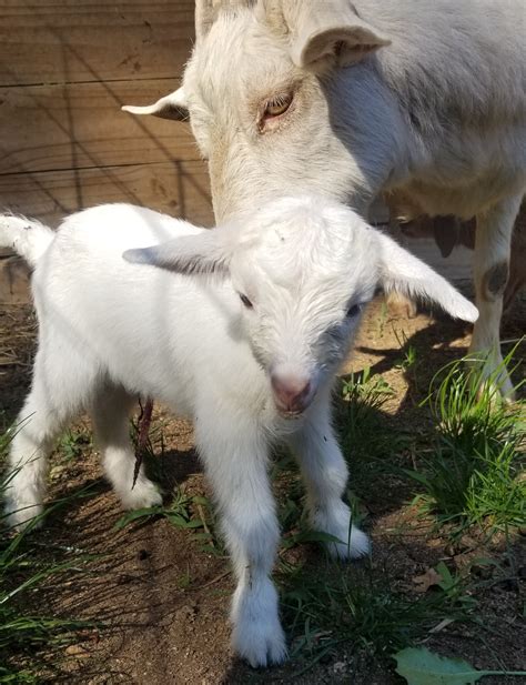Nigerian Dwarf Goats For Sale In Nc Cotton Bean Farms
