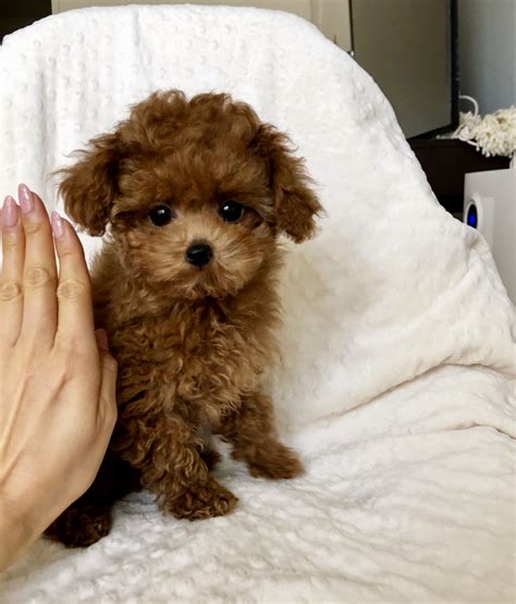 The malti poo loves to play or curl up on the couch for a nap. Maltipoo red puppy for sale!! | iHeartTeacups