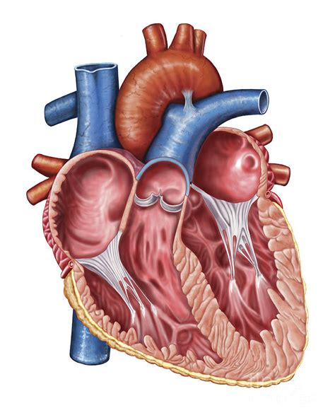Interior Of Human Heart Digital Art By Stocktrek Images