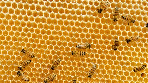 What Is It About Bees And Hexagons Krulwich Wonders Npr