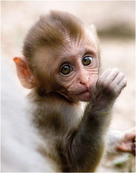 🔥 49 Puppy Monkey Baby Wallpaper Wallpapersafari