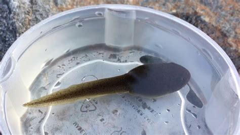 Bullfrog Tadpoles In Socal Youtube