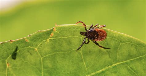 Climate Change Is Helping Black Legged Ticks Spread Lyme Disease Across